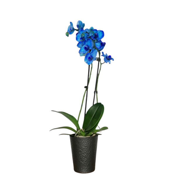 Blue ocean-Ορχιδέα Phalaenopsis μπλε