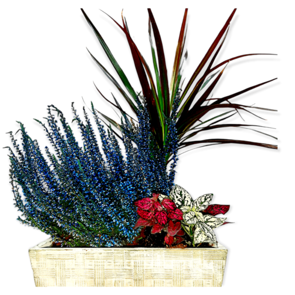Σύνθεση φυτών σε κεραμική γλάστρα για την διακόσμηση του εσωτερικού σας χώρου. Εξαιρετική επιλογή για να δώσετε χρώμα στις γωνιές του γραφείου σας !