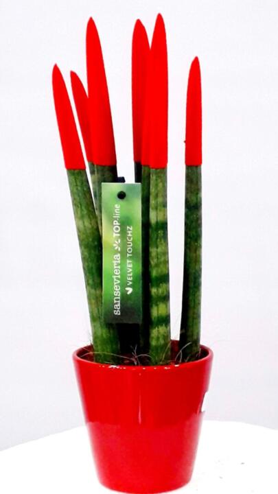 Sansevieria red - Kuklamino