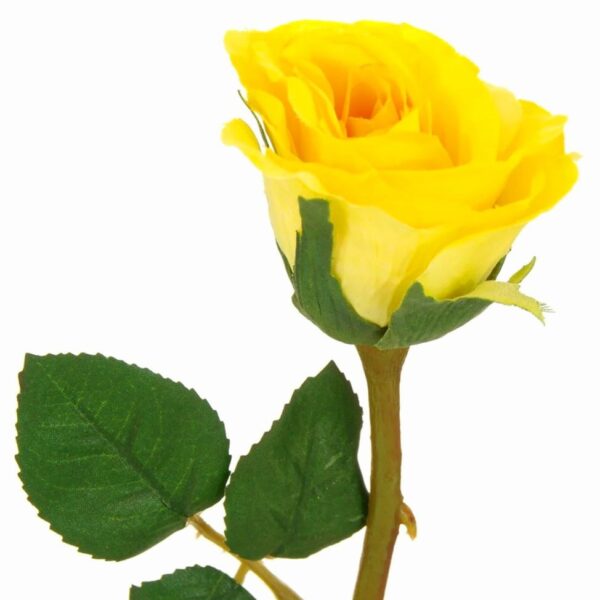 Κίτρινο τριαντάφυλλο