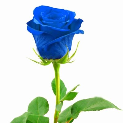 Μπλε τριαντάφυλλο