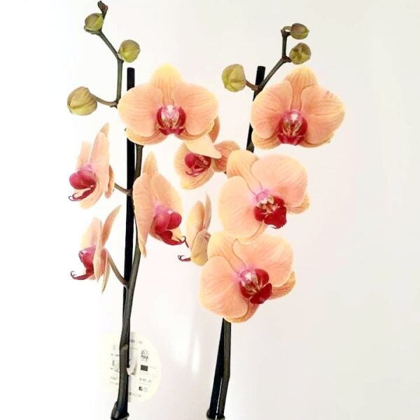 Ορχιδέα Phalaenopsis σάπιο μήλο www.kuklamino.gr