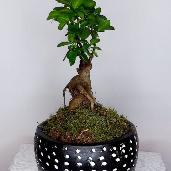 Δεντράκι Bonsai www.kuklamino.gr