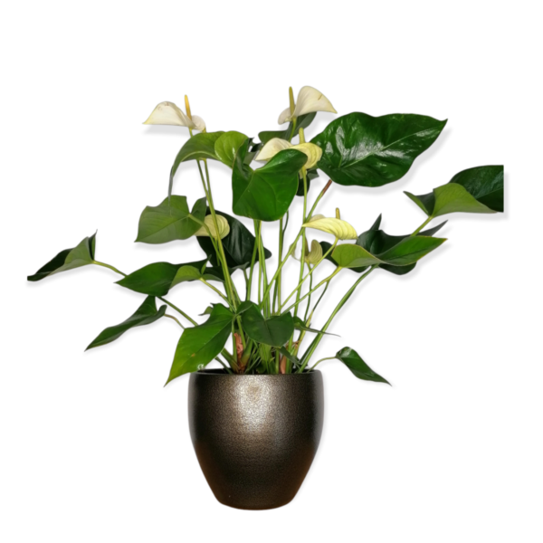 Anthurium andraeanum-Λευκό Ανθούριο