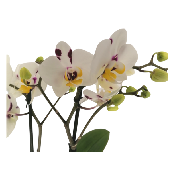 Mini Phalaenopsis Orchids-Ορχιδέα μίνι Λευκή