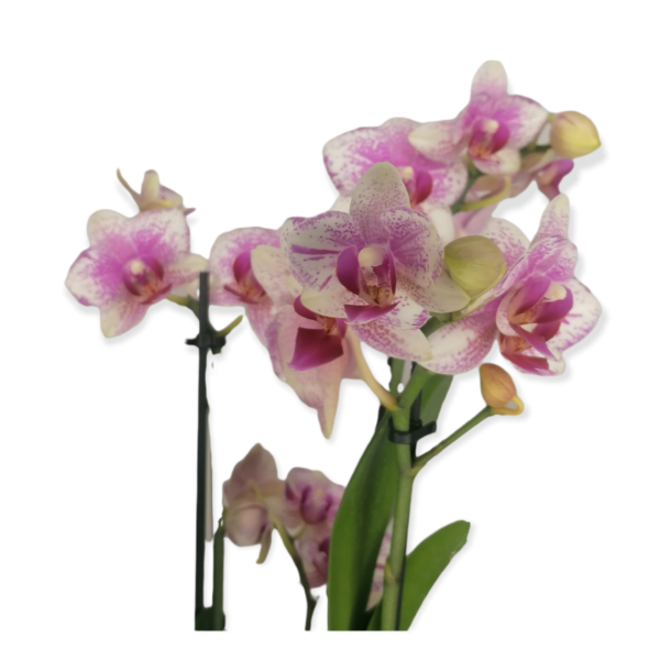Mini Phalaenopsis Orchids-Ορχιδέα μίνι Ροζ