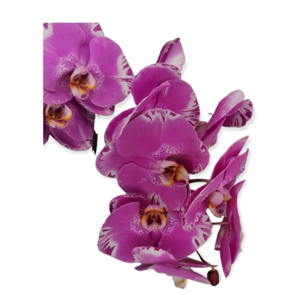 Super Star-Phalaenopsis Ορχιδέα XL